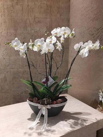 Orquideas base importada