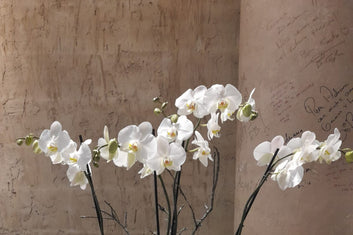 Orquideas base importada