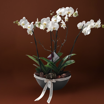 Orquideas base importada