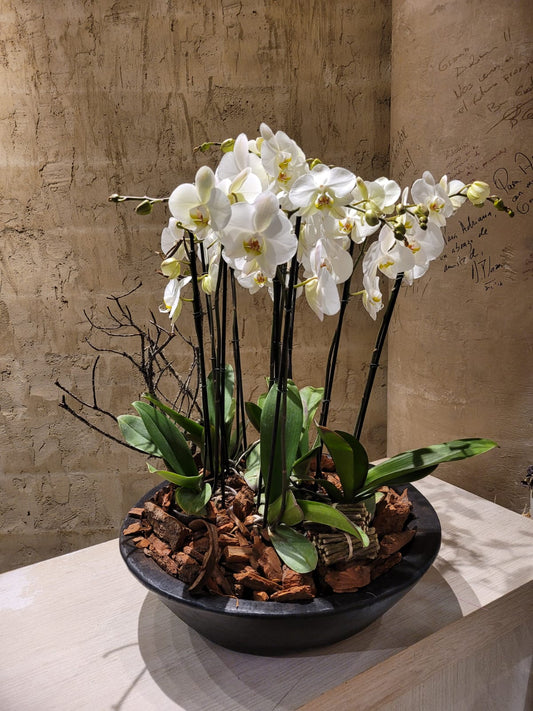 El jardín de las Orquídeas